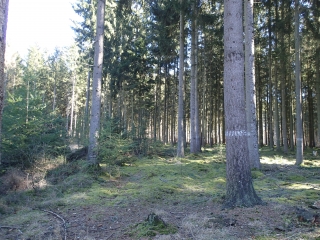 PORCELETTE - LA SENTE DU SANGLIER-moselle