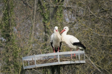 DE LINDRE-BASSE A TARQUIMPOL LE LONG DE L ETANG DE LINDRE-moselle