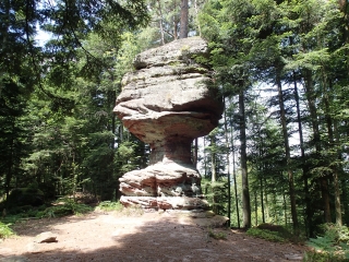 WALSCHEID - FORETS DOMANIALES DE WALSCHEID ET D ABRESCHVILLER-moselle