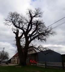 PETIT-TENQUIN ET LE CHENE DE PETIT ROHRBACH-moselle