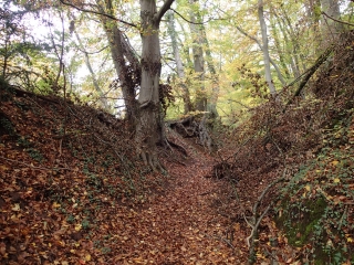 GUERTING - CIRCUIT DE LA FORET DE LA HOUVE-moselle