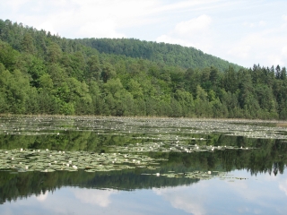 FORET DE HANAU-moselle