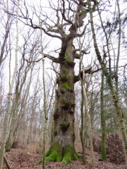 CIRCUIT DU GROS CHENE DE BINING-moselle