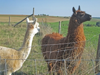 DE DIETRICHINGEN A OHRENTHAL-moselle