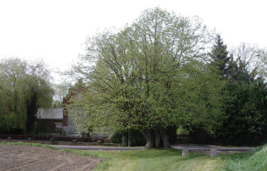 Circuit du Tilleul de Joncquoy-nord