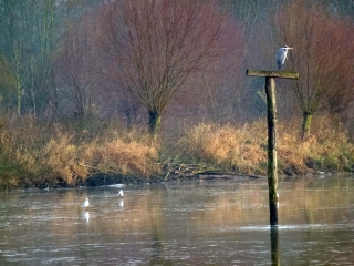 MARAIS DE LA MARQUE-nord