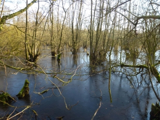 MARAIS DE LA MARQUE-nord