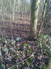 WILLEMS - NECHIN-nord