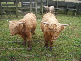 LES BAS DE SAINGHIN EN MELANTOIS-nord