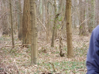 AUTOUR ET A TRAVERS LA FORET DOMANIALE DE PHALEMPIN-nord