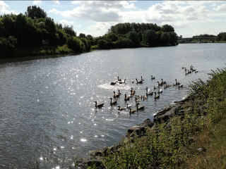 LE LONG DE LA DEULE ENTRE QUESNOY ET WAMBRECHIES-nord