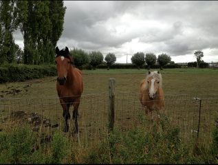 NIEURLET - SUR LES TRACES DE ST MARTIN VERSION COURTE-nord