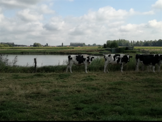 scarpe-escaut - THUN-ST-AMAND - LE BOIS MONTOIR