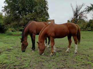 THUMERIES - CIRCUIT DE L ESTAMINET-nord