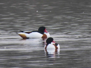 PERONNE-EN-MELANTOIS - A TRAVERS LE MARAIS-nord