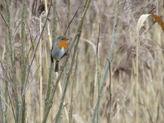 PERONNE-EN-MELANTOIS - A TRAVERS LE MARAIS-nord