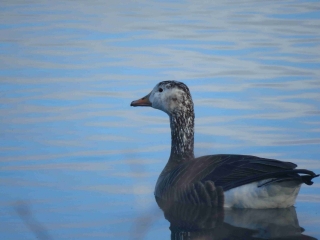 THUMERIES - RESERVE DES CINQ TAILLES-nord