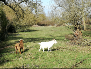 HANTAY - BALADE DANS LES MARAIS-nord