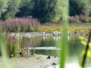 BOUVINES - MARAIS DE LA MARQUE ET ETANG DE FRETIN-nord