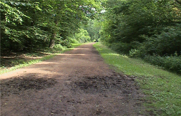 Foret de Phalempin-nord