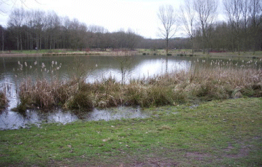 Foret de Phalempin-nord