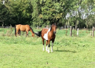 AUBERS - CIRCUIT DU TILLEUL DE JONCQUOY - VERSION LONGUE-nord