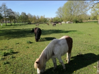 FLETRE - SENTIER DU BOIS GREFFIER-nord