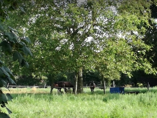 SAINGHIN-EN-MELANTOIS - CICUIT DU FORT-nord