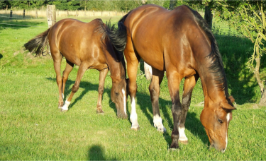 MARCHIENNES - LA SCARPE ET L ETANG DE RIEULAY-nord