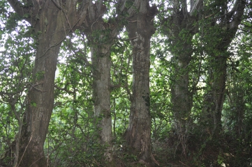 COUSOLRE - LA HAIE DES SAULES-nord