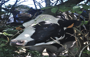 COUSOLRE - LA GARE-nord