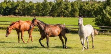 MERRIS - CIRCUIT DE PATATRAS-nord