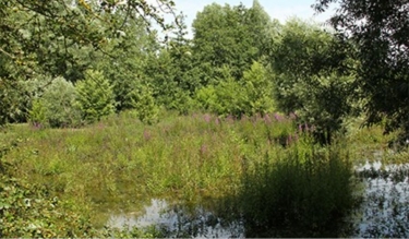 BOUVINES - VERS LES MARAIS DE BONNANCE-nord