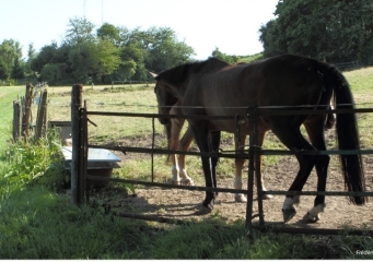 MONS EN PEVELE - CIRCUIT DU TILLEUL DE GERMINAL-nord