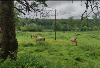 BOSCHEPE - CIRCUIT DE SANCTORUM-nord
