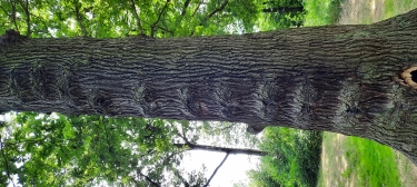 MONCHEAUX - DU TERRIL DE LEFOREST A L ARBRE ECHELLE-nord