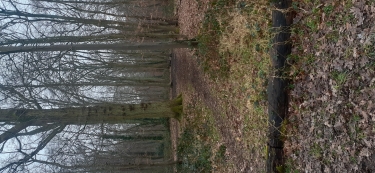 FORêT DE PHALEMPIN RANDO AUTOUR DU LEU PINDU-nord