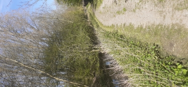 TEMPLEUVE EN PEVELE - PAR LRS MARAIS DU FOURNEAU-nord
