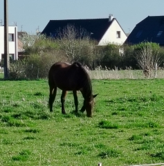 WICRES - CIRCUIT DE LA CLAIRE FONTAINE-nord
