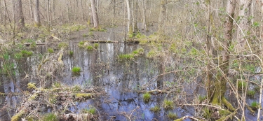 FLINES LES MORTAGNE - LE BOIS DES POTERIES-nord