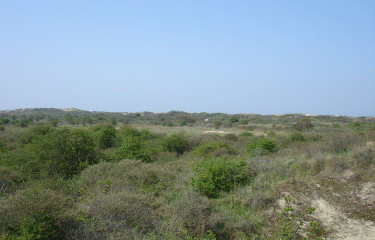 Dunes marchands-nord