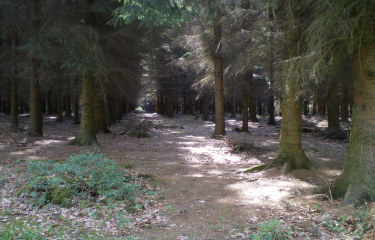 saint Amand les Eaux -nord