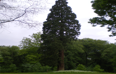 BONSECOUR - L ESCAUT-nord