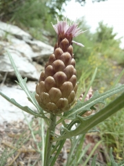 ROQUEBILIERE-alpes-maritimes