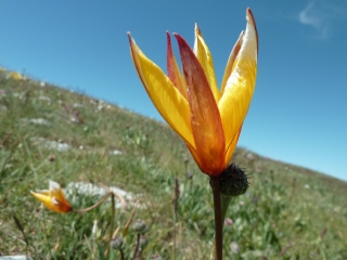 LE THIEY-alpes-maritimes