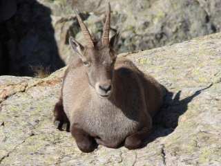 CIMES DU GUILIE ET DU MERCANTOUR-alpes-maritimes