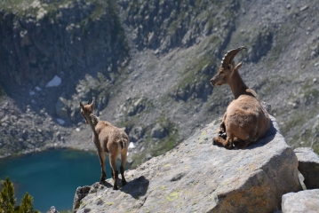 TETE SUD DES BRESSES-alpes-maritimes