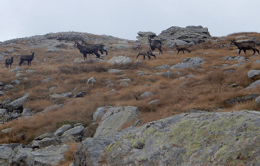 CAIRE CABRET OU CIME CABRET EN BOUCLE DEPUIS LA MADONE DE FENESTRE-alpes-maritimes