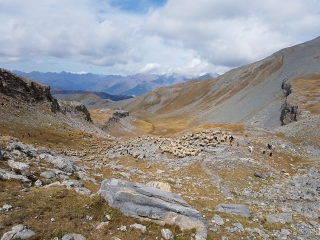 PETIT MOUNIER AU DEPART DE ROYA-alpes-maritimes