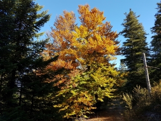 CASTELLARAS DE THORENC PAR LE PAS DE LA MULE-alpes-maritimes
